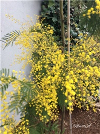 e04771c2-20170302 RI Mimoza.jpg